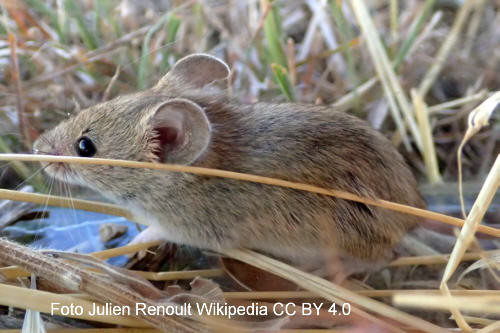 Algerische Hausmaus (Mus spretus)