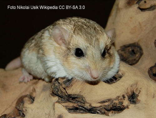 Fettschwanz-Rennmaus (Pachyoromys duprasi)