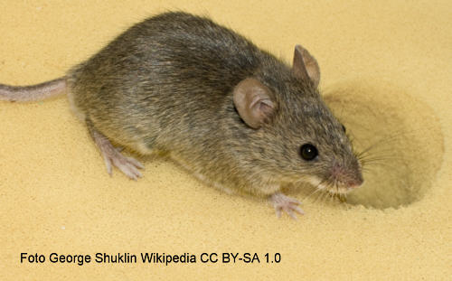 Hausmaus (Mus musculus)