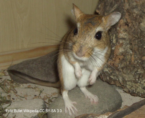 Persische Rennmaus (Meriones persicus)