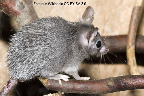 Sinai-Stachelmaus (Acomys dimidiatus)