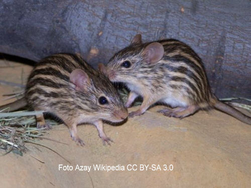 Vielstreifen-Grasmaus (Lemniscomys barbarus)